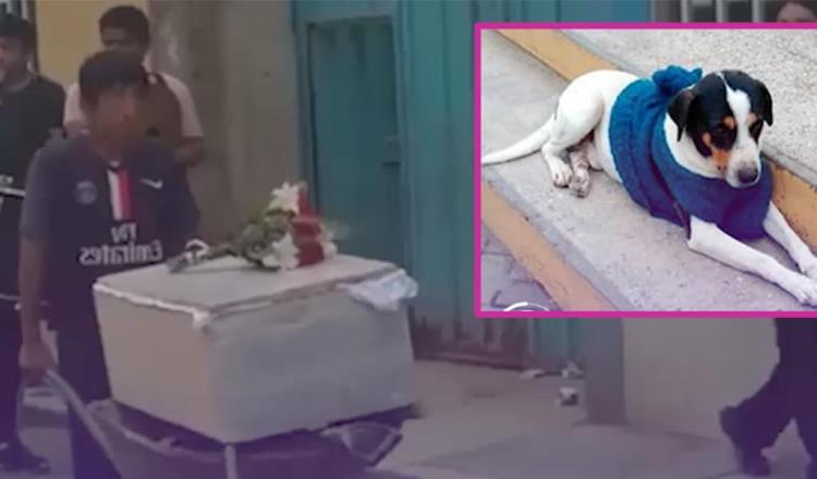 Despiden con banda y flores a Manchas, un perro callejero de Perú