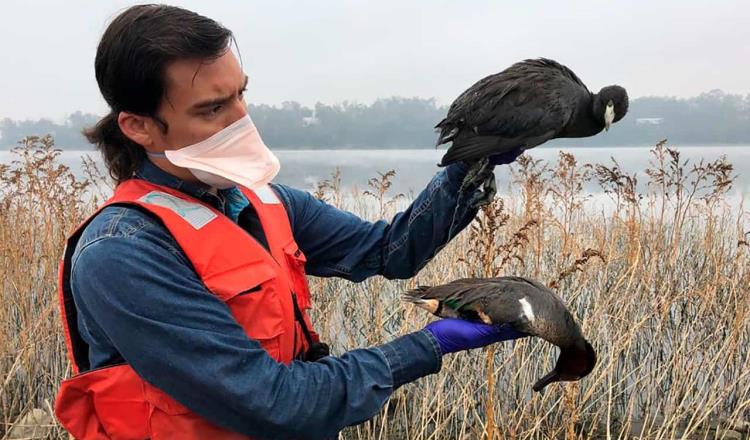 Ve Senasica riesgo permanente en aves silvestres para diseminación de Influenza Aviar