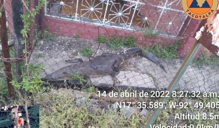 Aparece cocodrilo en patio de familia de Tacotalpa