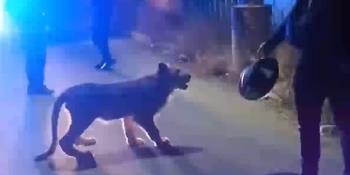 Encuentran a cachorro de león africano deambulando por Ecatepec