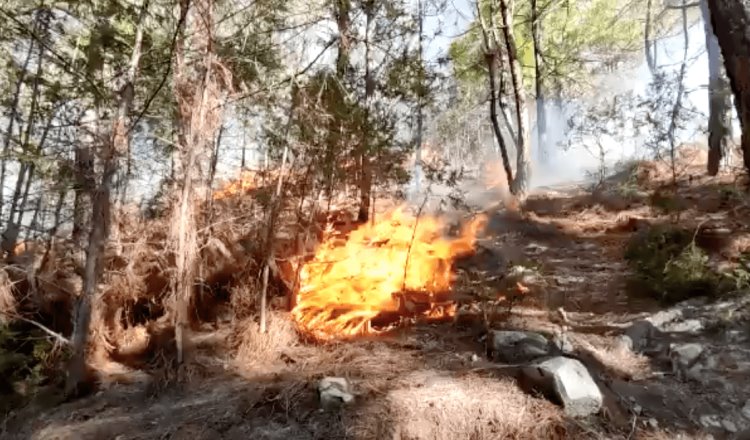 Incendio forestal en Oaxaca deja 4 comuneros muertos
