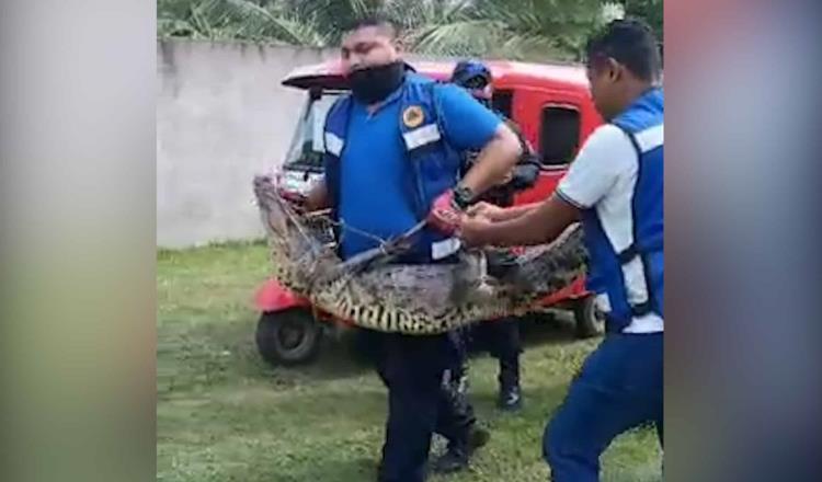 Pochimovilistas entregan cocodrilo capturado a Protección Civil