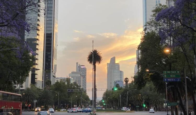 Capitalinos despiden a icónica palmera de Reforma en CDMX 