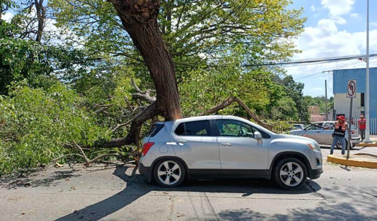 Cae árbol sobre camioneta que circulaba en Paseo Usumacinta; no hubo heridos de gravedad