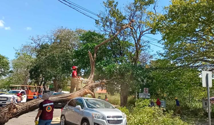 Busca Centro retirar árboles viejos, tras accidente en Usumacinta