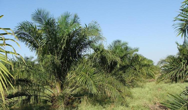 Prohíbe Indonesia la exportación de aceite de palma