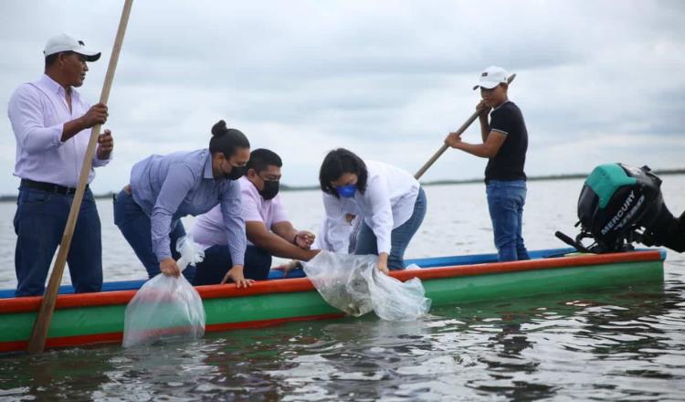 Libera Centro 250 mil crías de mojarra tilapia en sistema lagunar Ismate y Chilapilla