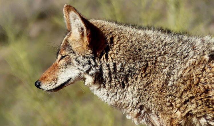 Coyote ataca a niña en playas de California