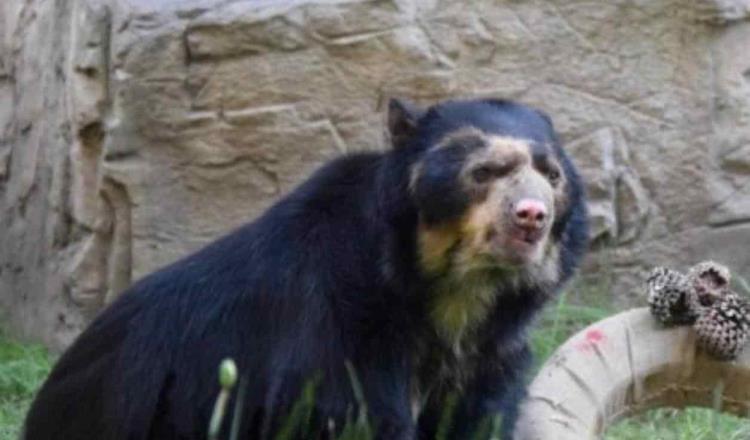 Muere el oso de anteojos más longevo de Chapultepec, a los 29 años