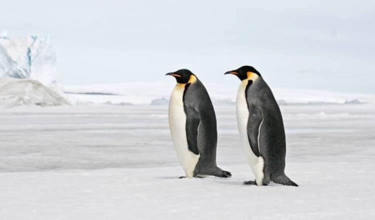 Alerta científica argentina sobre extinción del pingüino emperador, por cambio climático