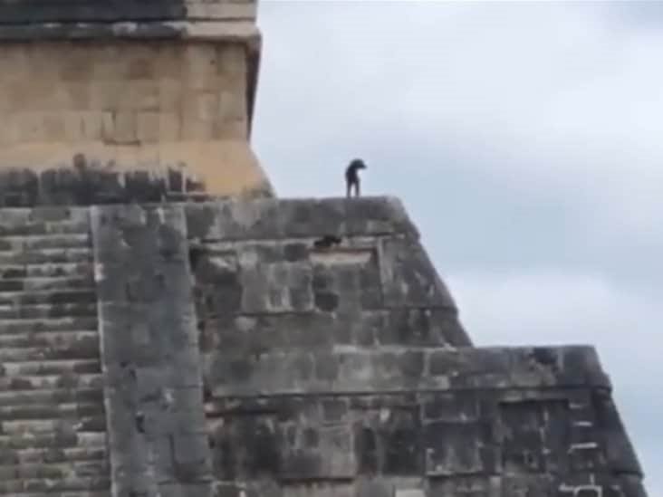 Rescatan a dos cachorros en Chichén Itzá; ahora buscan familia