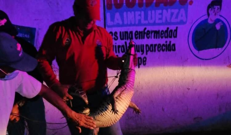Capturan a cocodrilo que merodeaba frente al Hospital Comunitario de Tacotalpa 