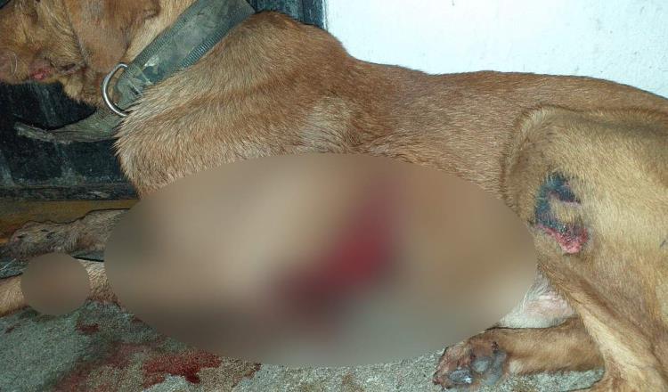 Denuncian nuevo caso de presunto maltrato animal en Centro