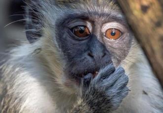 Otorga OMS nuevos nombres a variantes de la viruela del mono