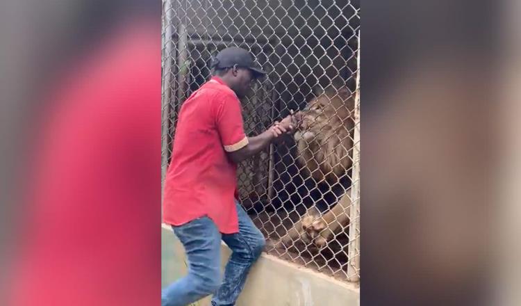 VIDEO| En Jamaica, león arranca dedo a persona que lo azuzaba, en zoológico