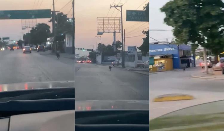 Perro corre tras auto en Villahermosa, luego de que sus dueños presuntamente lo abandonaran