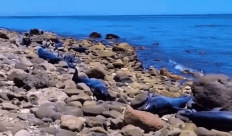 Localizan 30 delfines muertos en playa de BCS