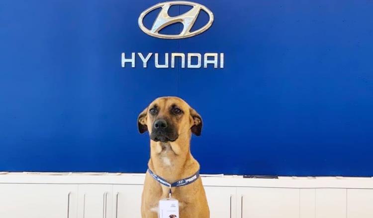Perrito callejero en Brasil se convierte en el mejor vendedor de Hyundai