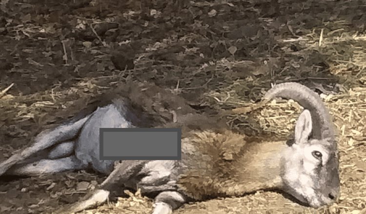 Mueren ciervo rojo y borrego mouflón en balacera en Colima