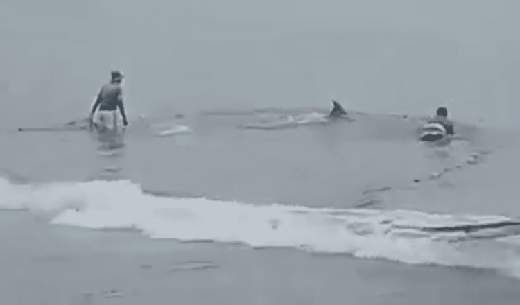 Liberan a delfín atrapado en red de pesca