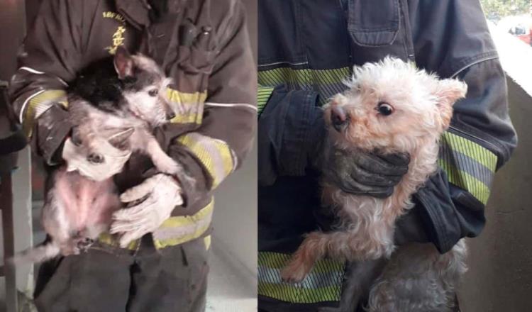 Bomberos rescatan a dos perritos de incendio en CDMX