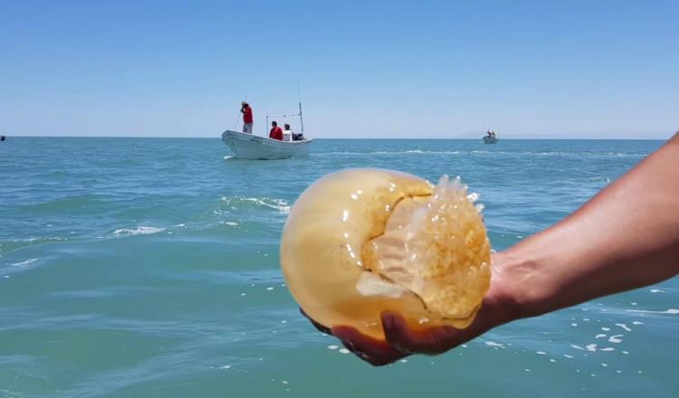 Estudian en Tabasco factibilidad de explotación de la medusa bola de cañón