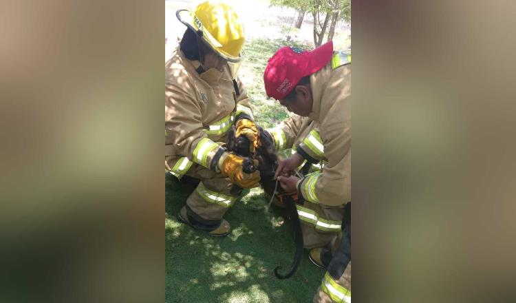 Rescatan a mono aullador en Ismate y Chilapilla