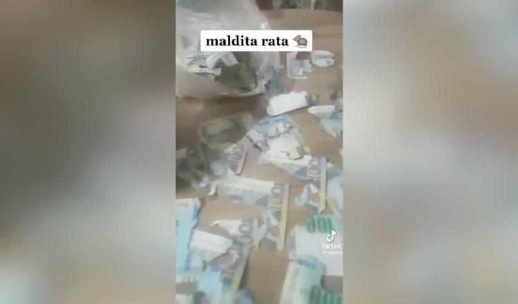 Rata destruye sus ahorros… ¡eran 15 mil pesos!