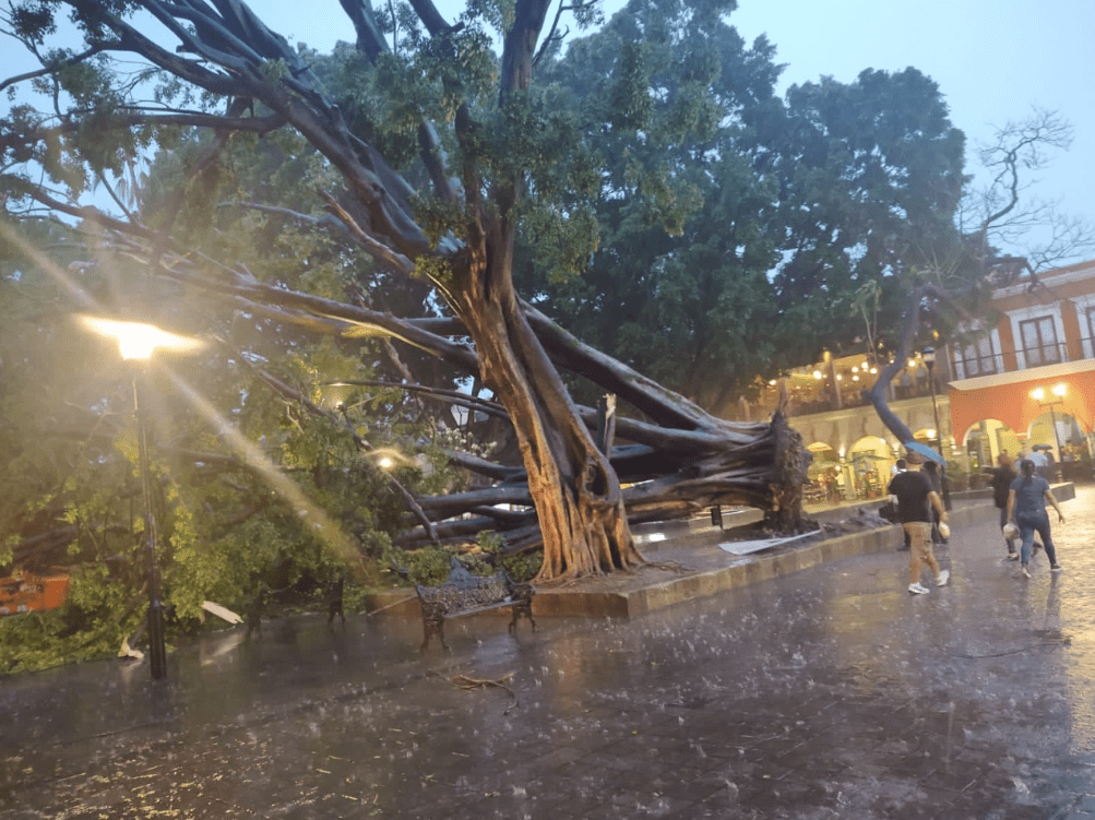 Cae emblemático laurel del Zócalo de Oaxaca tras fuertes lluvias