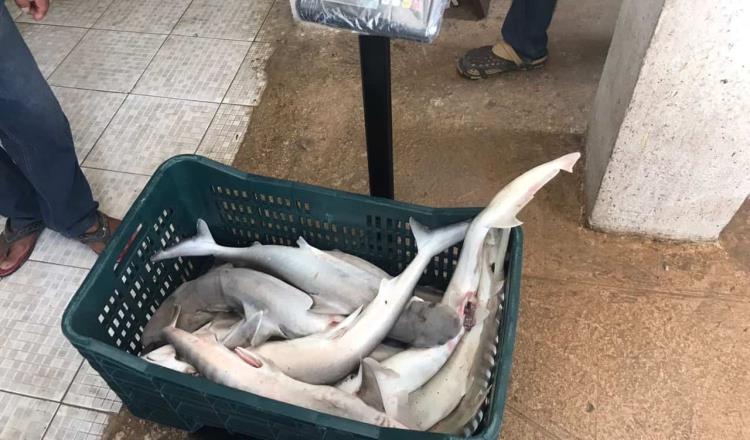 Marina asegura en Campeche 77 kilos de tiburón en temporada de veda