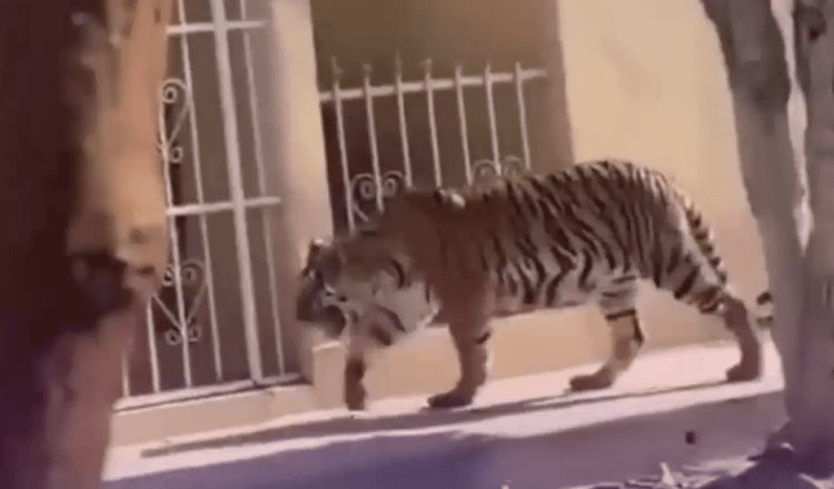 [VIDEO]  Tigre paseaba por calles de Nayarit... su dueño lo encuentra y se lo lleva