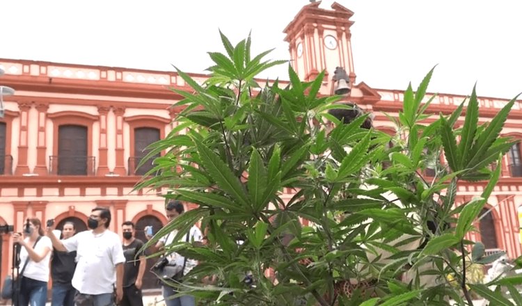 Se roban planta de marihuana sembrada para pedir su despenalización en Colima