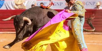 Considera SCJN que corridas de toros y peleas de gallos no son patrimonio cultural