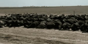 Altas temperaturas dejan casi 2 mil vacas muertas en Kansas, EE. UU.