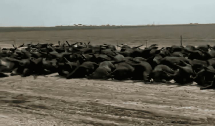 Altas temperaturas dejan casi 2 mil vacas muertas en Kansas, EE. UU.