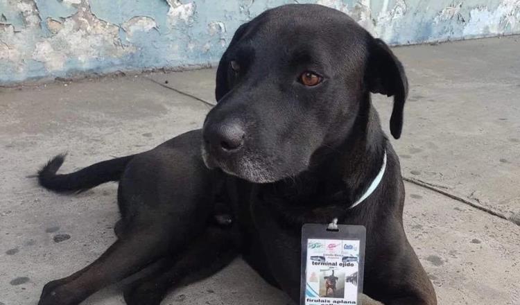 Terminal de autobuses en Acapulco da “trabajo” a perro callejero