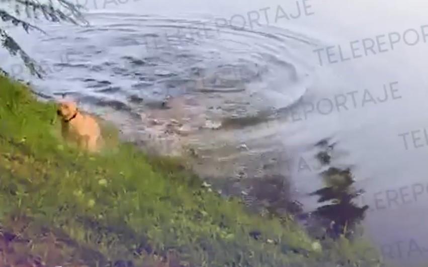 Perro se salva de ser devorado por cocodrilo en la Petrolera