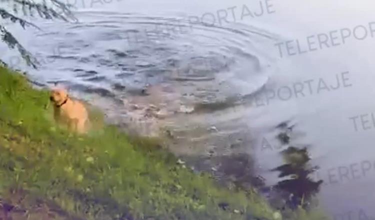[VIDEO] Perro se salva de ser devorado por cocodrilo en la colonia Petrolera 