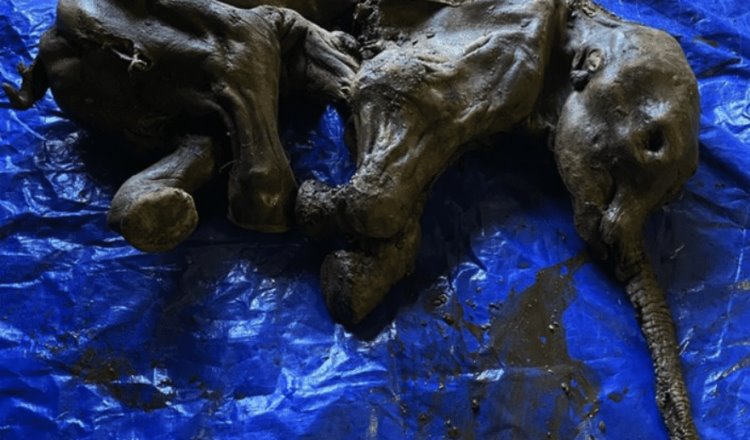 Encuentran restos momificados de un bebé mamut en Canadá