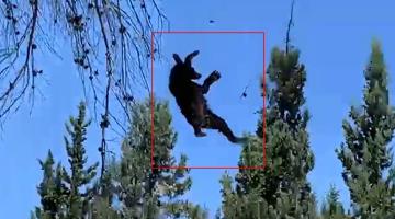 [VIDEO] Sedan a osito y le provocan caída desde un árbol en Coahuila