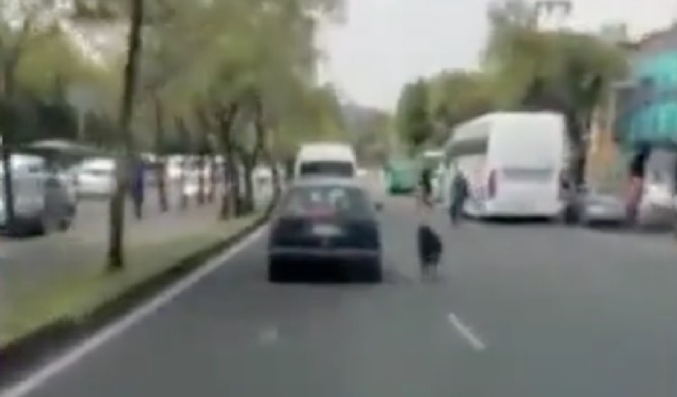 [VIDEO]  Captan a perrito corriendo detrás de un coche en CDMX, presuntamente fue abandonado