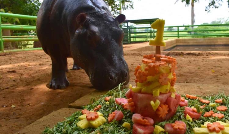 Celebran con torre de frutas y verduras a Gloria, la hipopótamo del Yumká