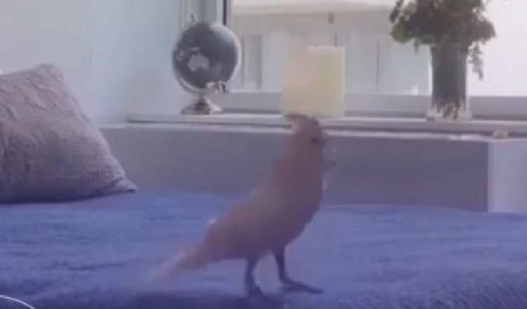 [VIDEO] Cacatúa baila al ritmo de Bad Bunny y se vuelve tendencia