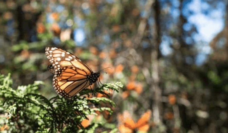 Mariposa monarca migratoria ya es especie amenazada