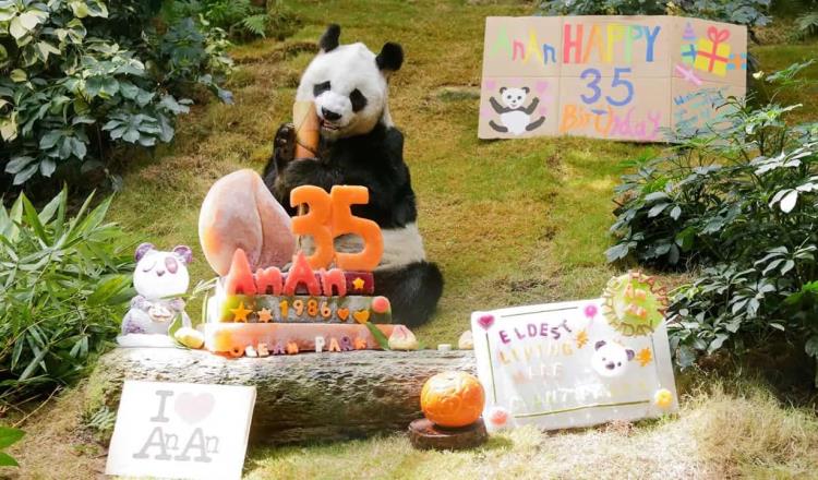 Muere ‘An An’, el panda gigante macho más longevo del mundo