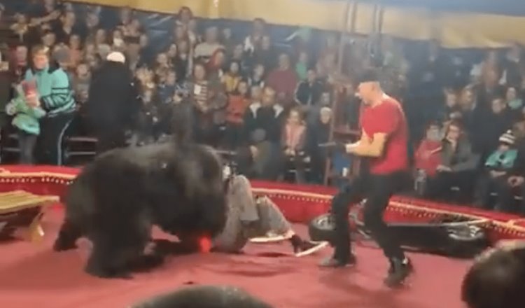 [VIDEO]  Oso ataca a su domador en función de circo