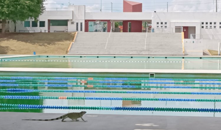 Cierran alberca pública de la Ciudad Deportiva por falta de productos para tratar el agua