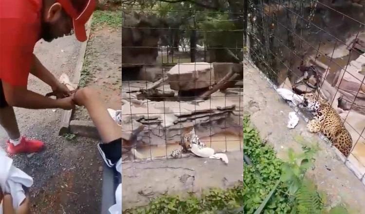 Menor burla seguridad de zoológico de León, Guanajuato y jaguar lo ataca