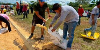 Rapiñan maíz de tráiler volcado en la Frontera - Vhsa