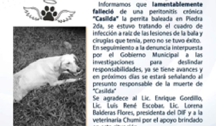 Muere ‘Casilda’ la perrita baleada en Cunduacán